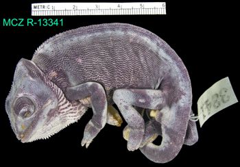 Media type: image; Herpetology R-13341